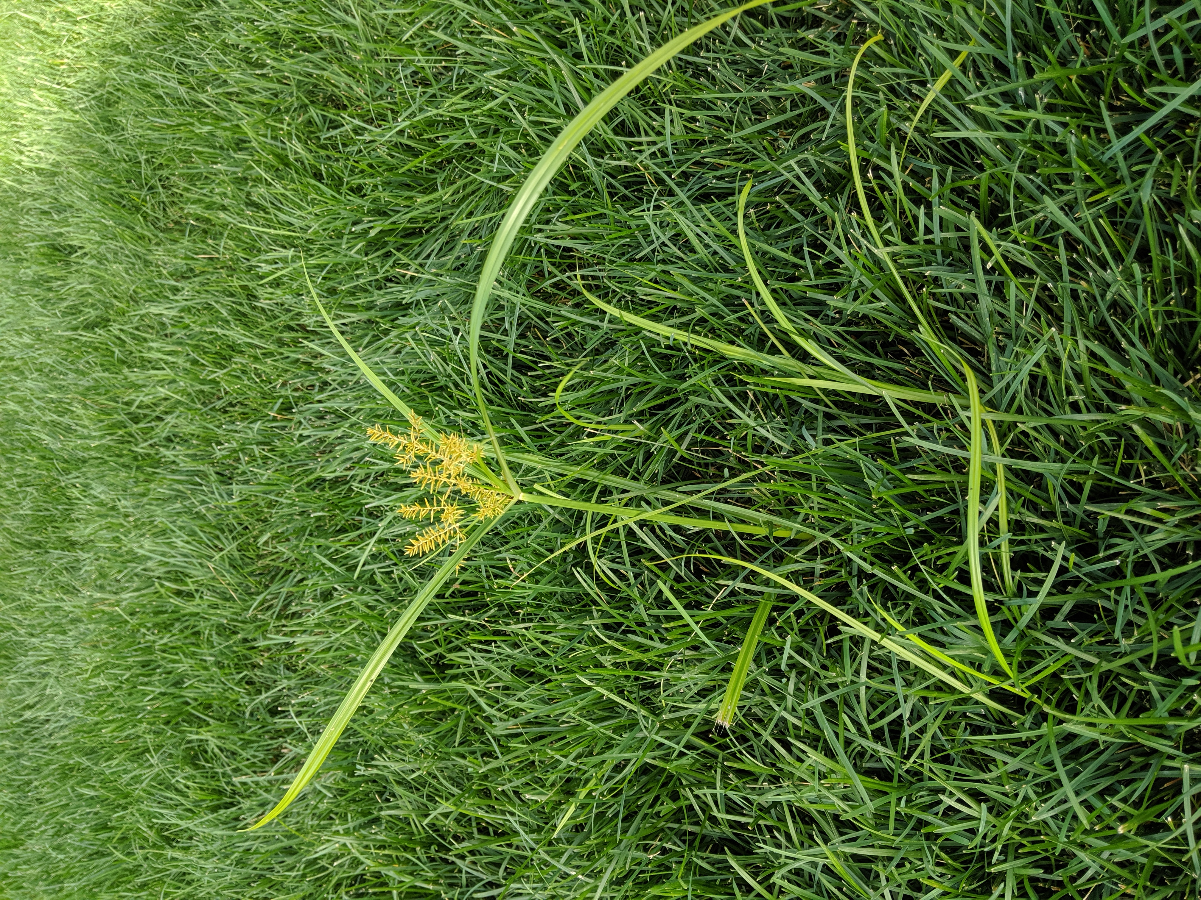 Photo of Yellow nutsedge