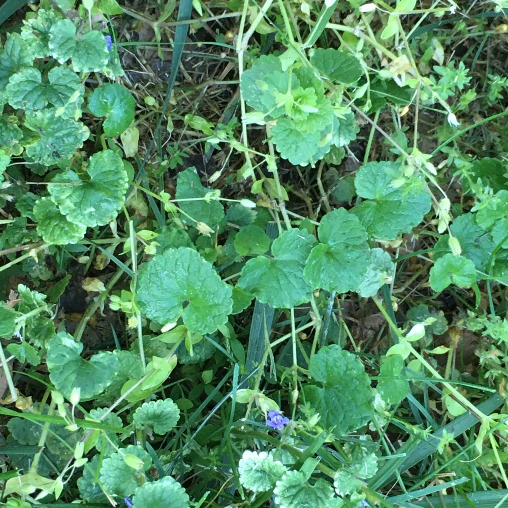 Photo of Creeping Charlie
