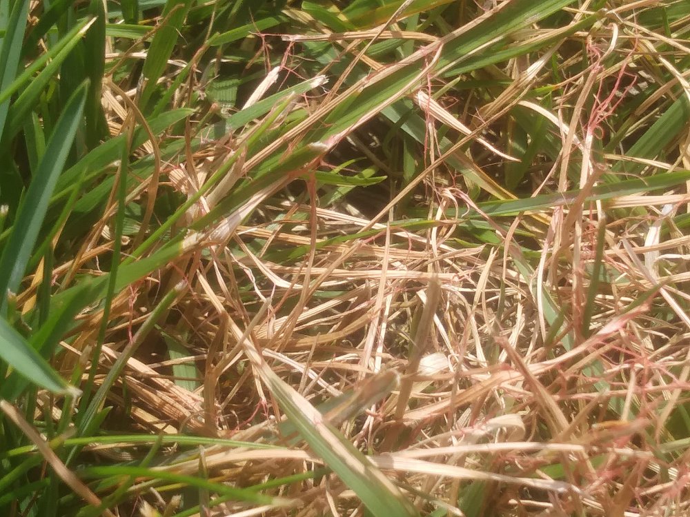 How to Keep Red Thread Fungus From Taking Over Grass