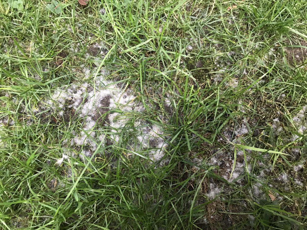 Photo of Dollar spot