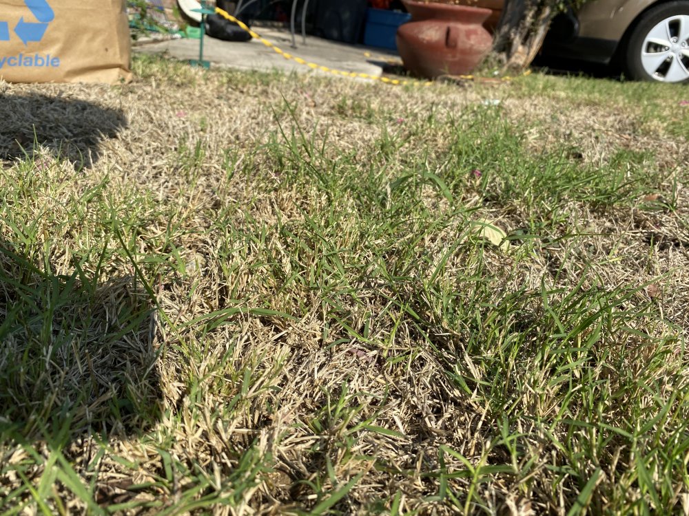 Photo of Bermudagrass