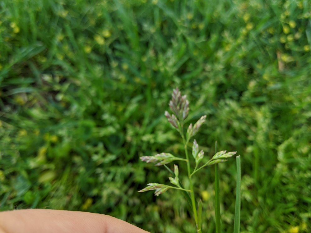 Photo of Poa Annua