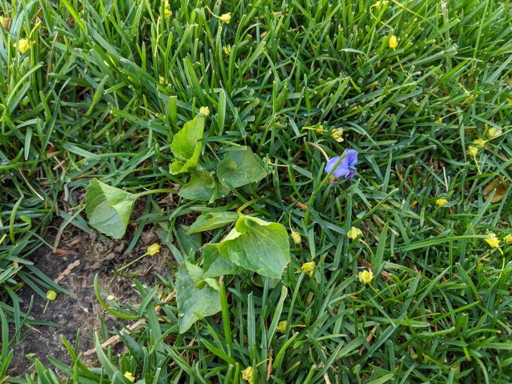 Photo of Wild violet