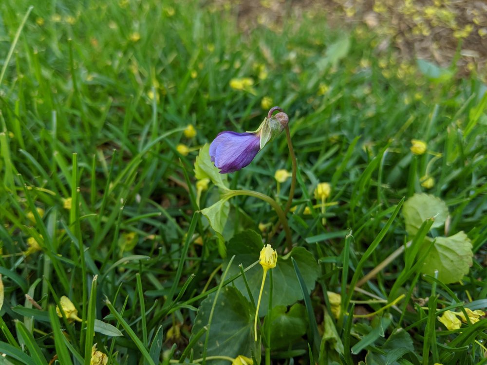 Photo of Wild violet