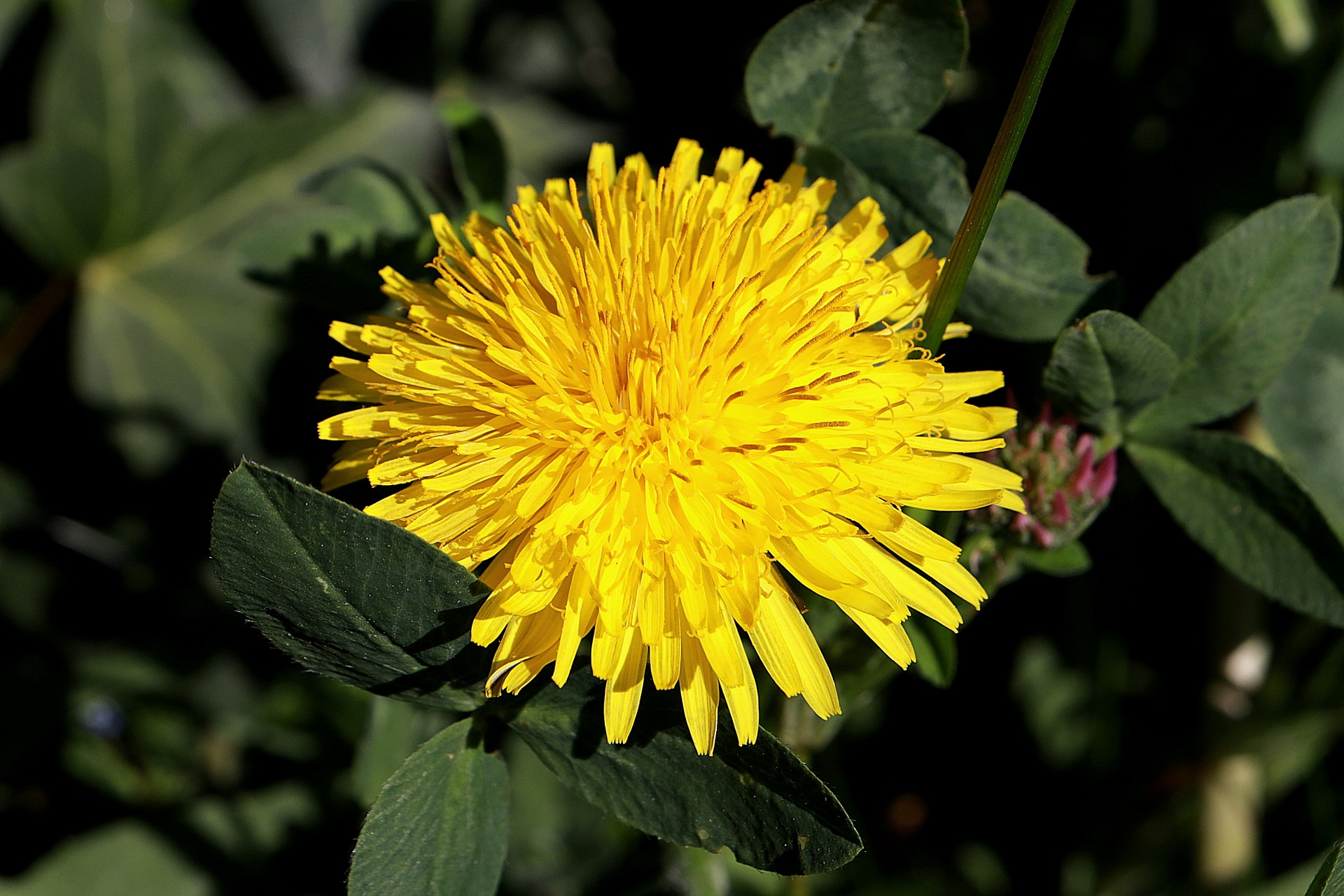 Dandelion