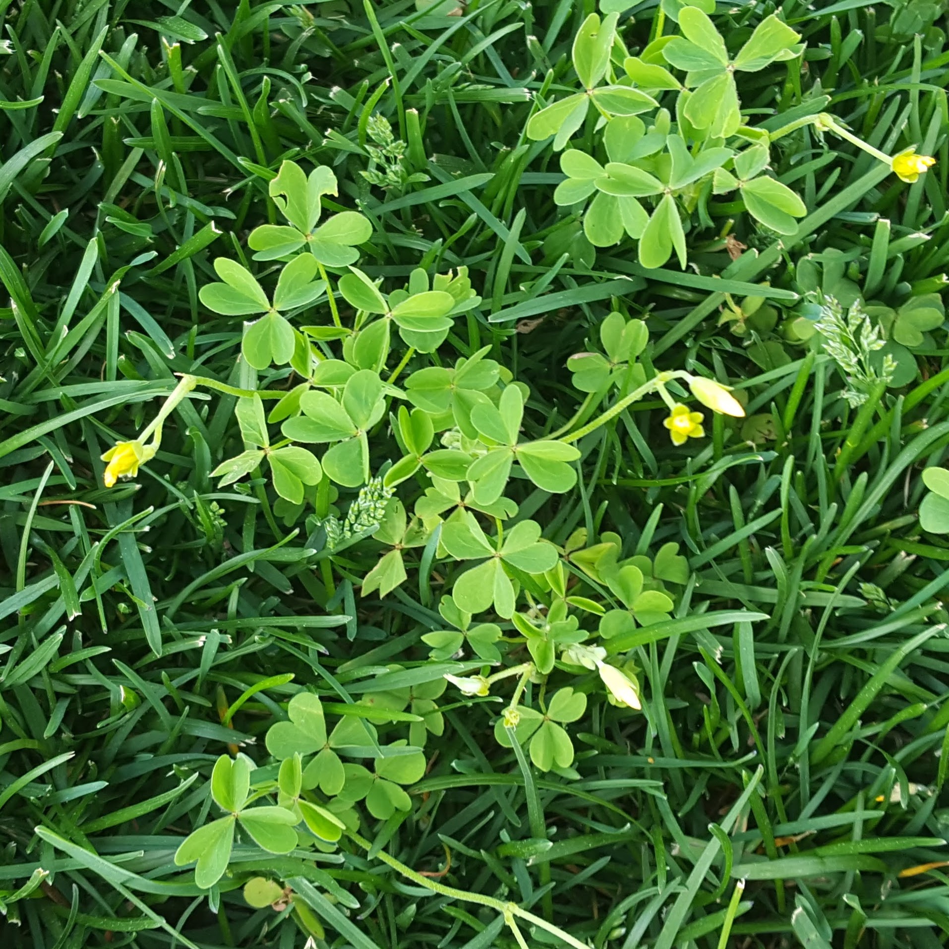 Yellow woodsorrel